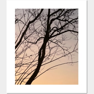 bare branch of tree after sunset Posters and Art